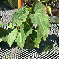 trailing begonia for sale