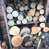 sycamore tree for sale