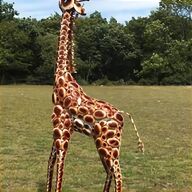large giraffe garden ornaments for sale