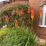 red hot poker for sale