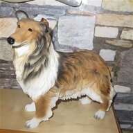 shetland sheepdog dog for sale