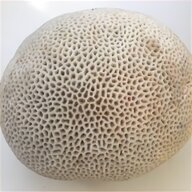 natural sea sponge for sale