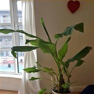 banana plant for sale
