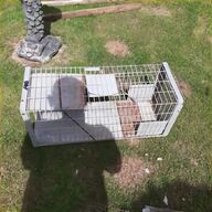 fox trap for sale