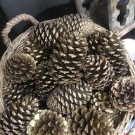giant pine cones for sale