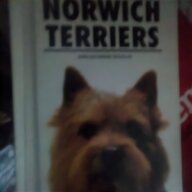 norwich terrier for sale