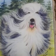 bearded collie for sale