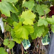 grape vine cuttings for sale