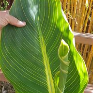 canna plant for sale