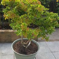boxwood tree for sale