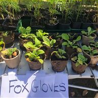 foxglove seeds for sale