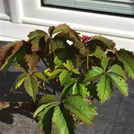 strawberry tree for sale