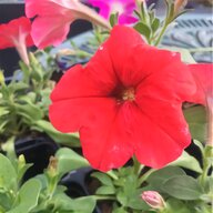 petunia seeds for sale