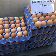 chinese painted quail eggs for sale