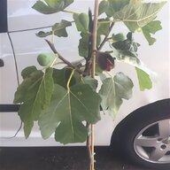 fig trees for sale