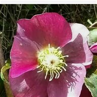 hellebore for sale