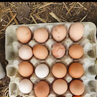 rhode island red fertile eggs for sale