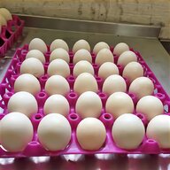 blown goose eggs for sale
