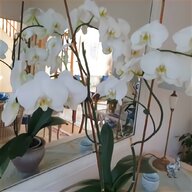 blue orchid plants for sale