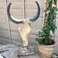 cow skull for sale