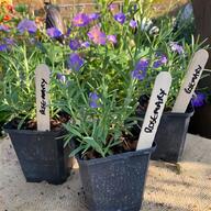 lavender plant for sale