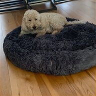 big poodle for sale