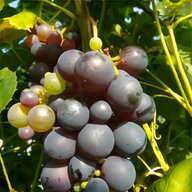grape vine cuttings for sale