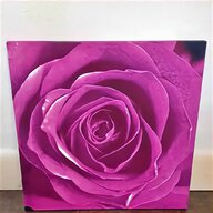 purple rose for sale