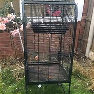 african grey parrots for sale