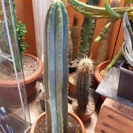 cacti for sale