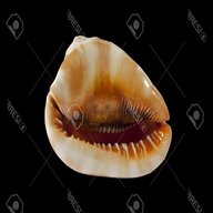 large cowrie shells for sale