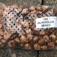 gladioli for sale