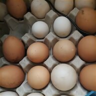 mandarin duck eggs for sale