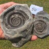 large ammonite fossil for sale