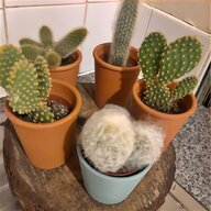 cactus collection for sale