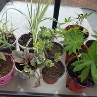peppermint plant for sale