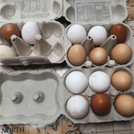 chocolate pekin hatching eggs for sale