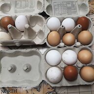 fertile eggs for sale