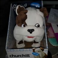 churchill dog for sale