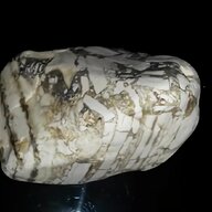 vase sea shell for sale