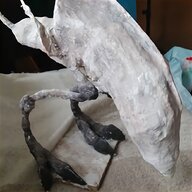 taxidermy for sale