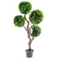 boxwood tree for sale