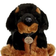 tibetan mastiff for sale