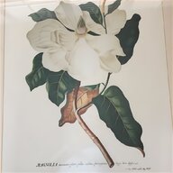 botanical illustration for sale