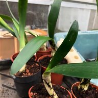 cattleya orchid for sale