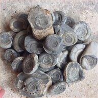 fossil ammonite for sale