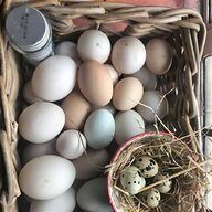 barred plymouth rock eggs for sale