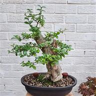 bonsai mica for sale