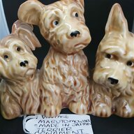 japanese terrier for sale