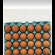 polish hatching eggs for sale